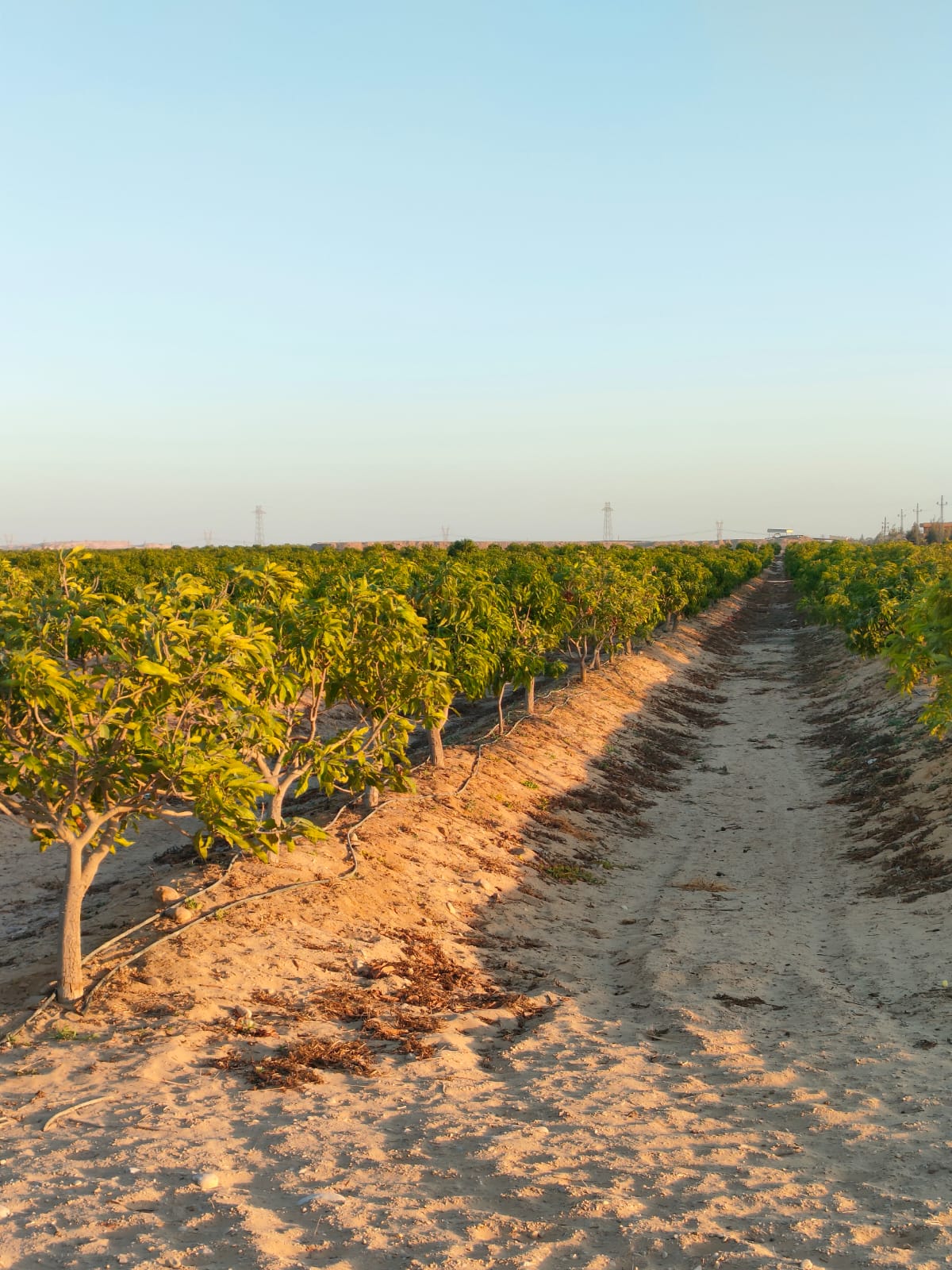 الشركة العالمية للاستثمار والتوكيلات التجارية (أكيكا)